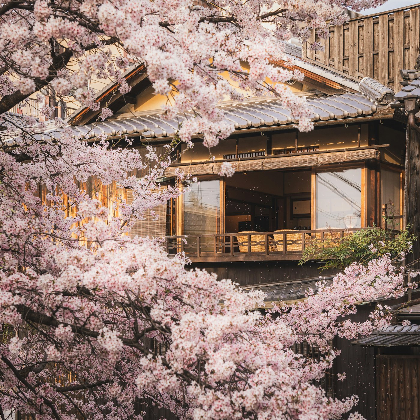 Cherry blossoms at a traditional temple in Kyoto, Japan