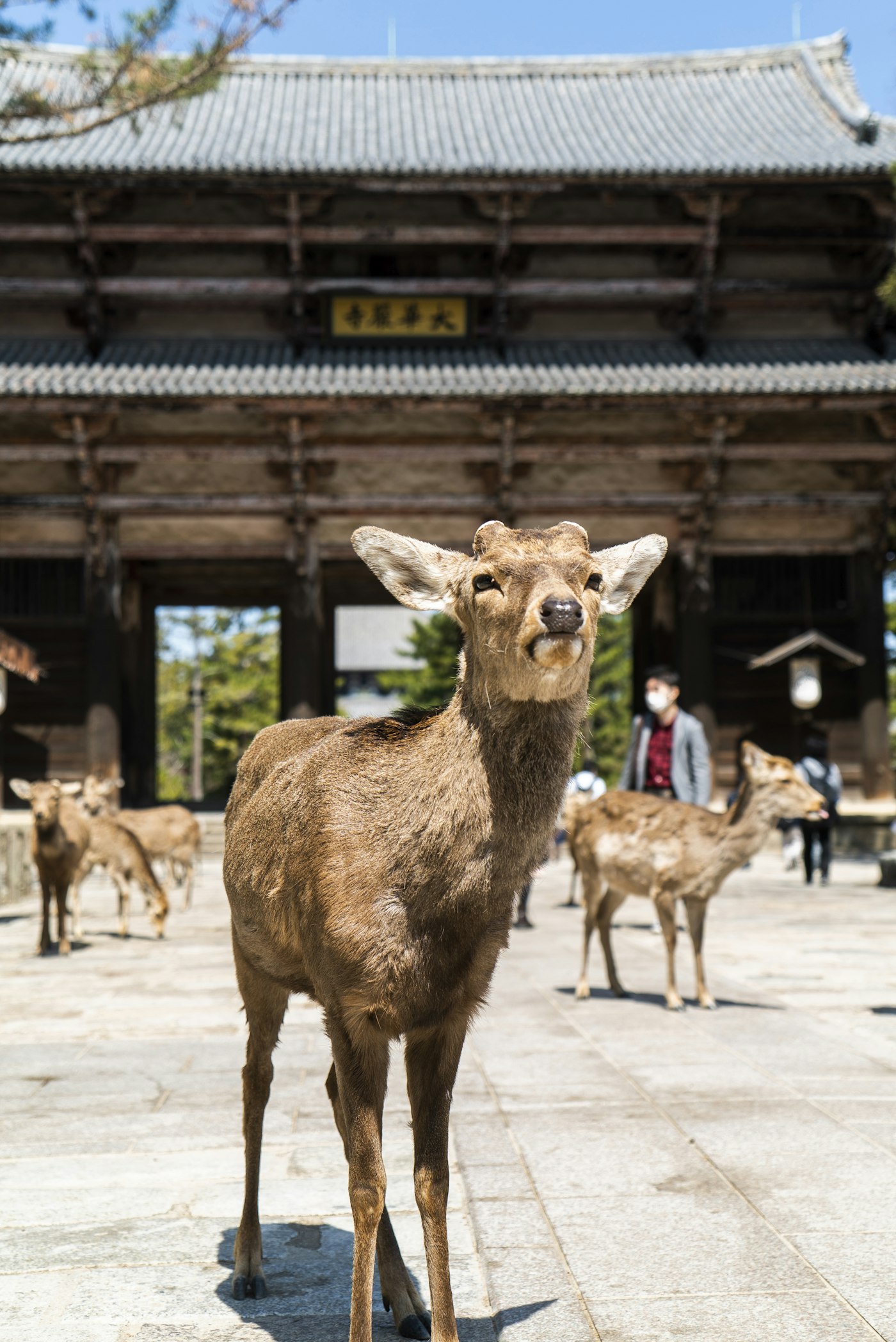 Friendly deer in Nara Park, Japan