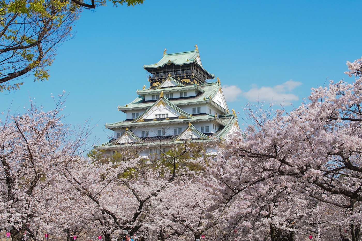 Osaka Castle surrounded by cherry blossoms