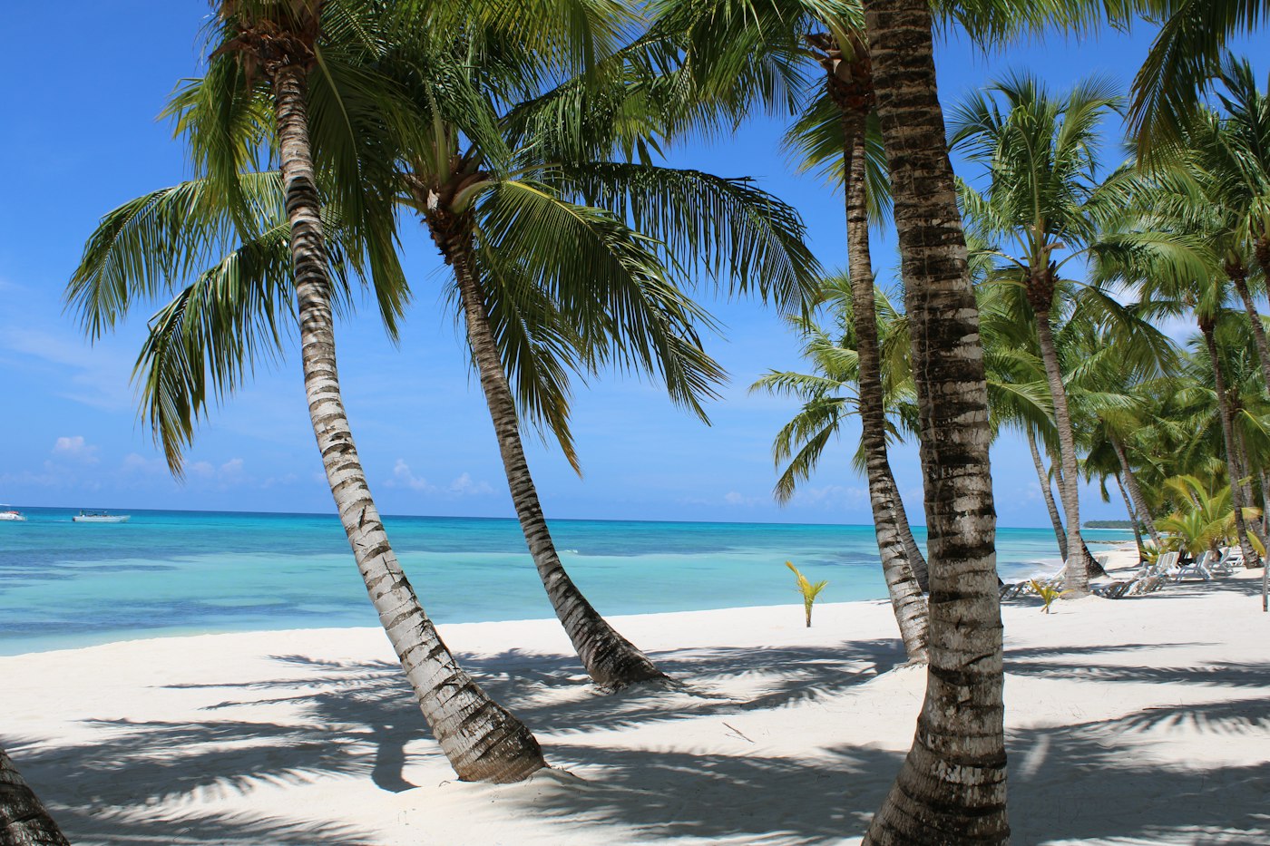 Palm trees on a white-sand beach in Punta Cana, Dominican Republic