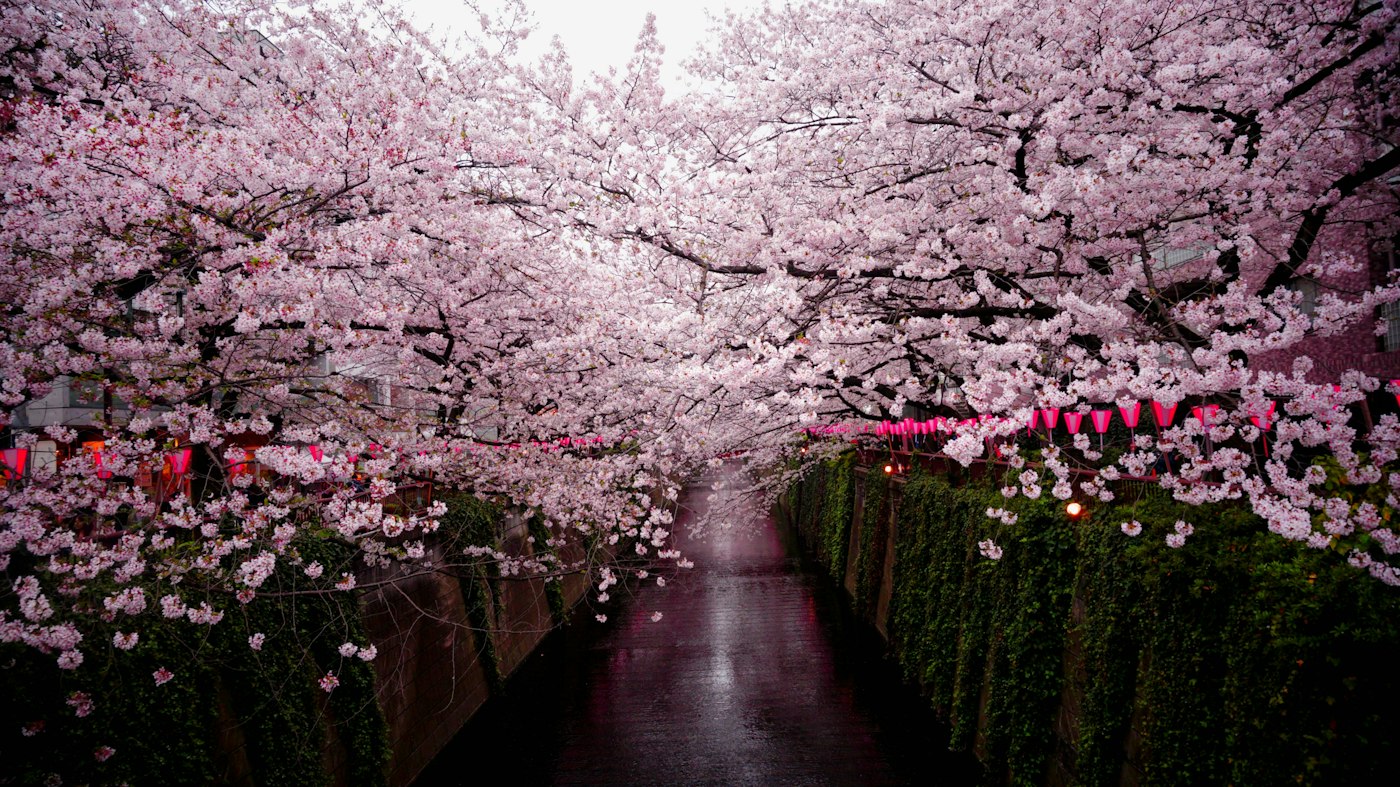 Cherry blossoms along the Meguro River in Tokyo